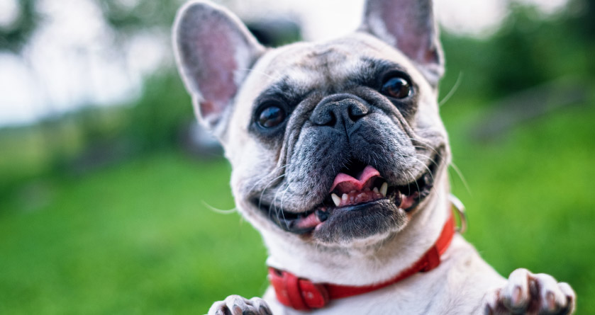 Light colored French bulldog with a red collar standing on hind legs with his tongue sticking out.
